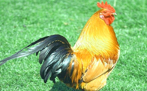 驕傲的小公雞童話作文