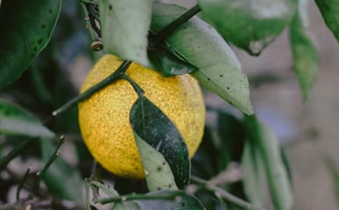 《果園機器人》說課稿范文