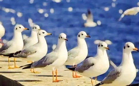 ���t�̼{ɭ�x���