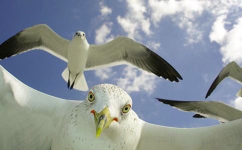 ���t��ʲô����݆���w