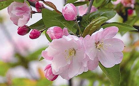 大魚海棠觀后感