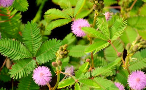 ���߲ݽ�(j��ng)��Ԋ��