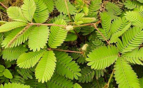 �Ҽҵĺ��߲����İ�ƪ