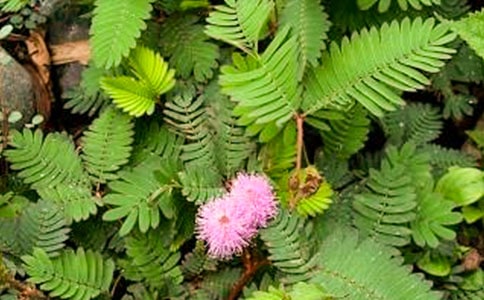 ���꼉(j��)���ĺ��߲�