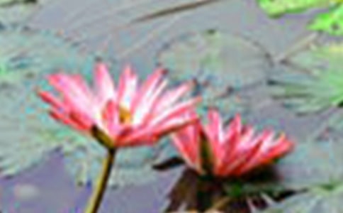 �茑�ɻ��ă�(y��u)������