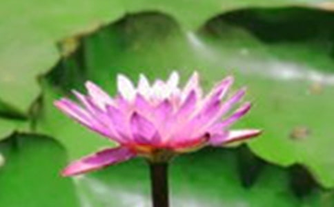 �茑�ɻ��ă�(y��u)������15ƪ