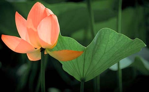 �P�ںɻ��ľ���