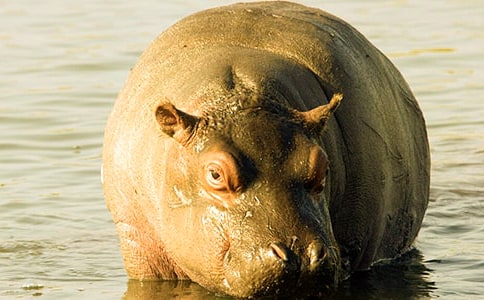 小河馬管理寓言