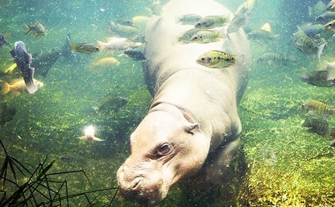 小河馬之死寓言故事