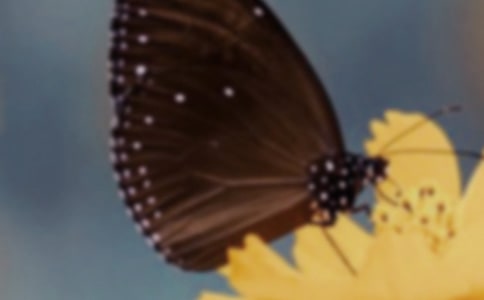 蝴蝶美術(shù)教案