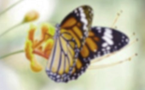 �����־ɢ�ġ��������w��