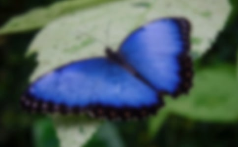 關(guān)于寫蝴蝶的經(jīng)典句子