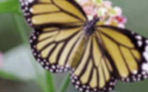 美麗花蝴蝶散文