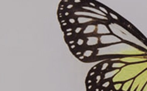 美麗蝴蝶的作文300字3篇