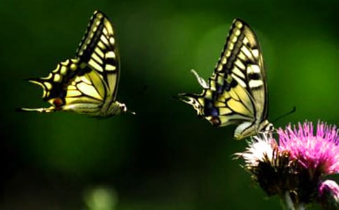 ��߅�İ׺����x���