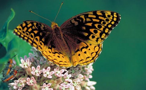 關(guān)于蝴蝶的唯美句子150句