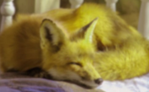 狐貍的童話(huà)故事作文400字七篇