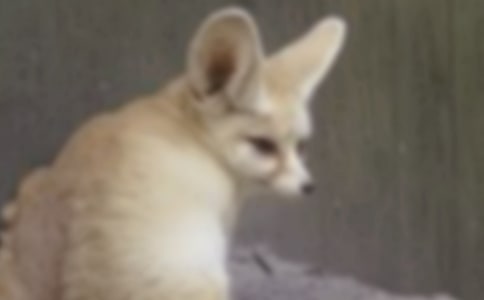 ����С��؂ͯԒ����