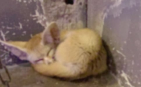 �����A����؂��ͯԒ��������300����ƪ