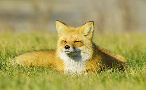 С��؂�����С�ݽ̰�