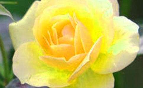 朋友是開在生命里的花朵散文