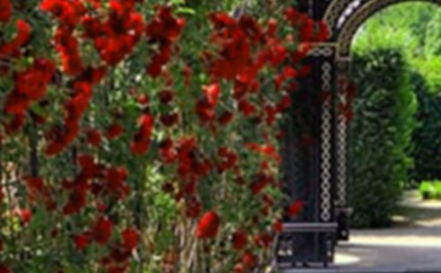 愛的小花園散文詩