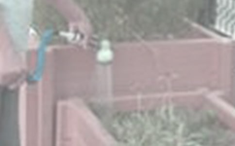 【精選】三年級(jí)澆花作文3篇