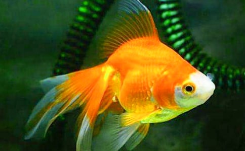 觀察小金魚周記