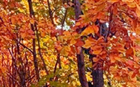 2021�꾫�x��ɫ��(y��u)�����Ӻϼ�50��