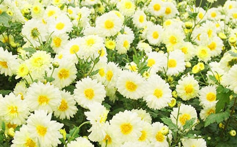 ���оջ���Ԋ���߂�(g��)��