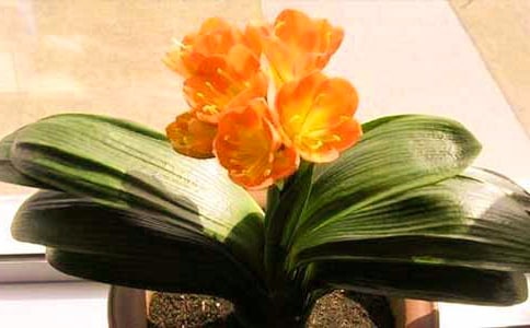 美麗的君子蘭作文650字