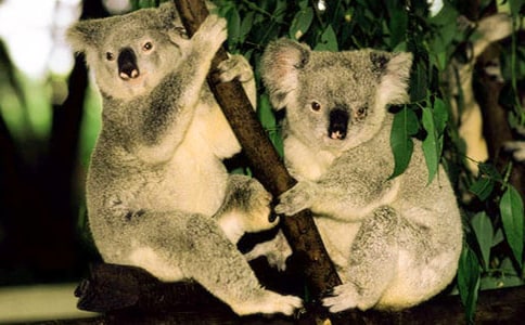 С����������ͯԒ����