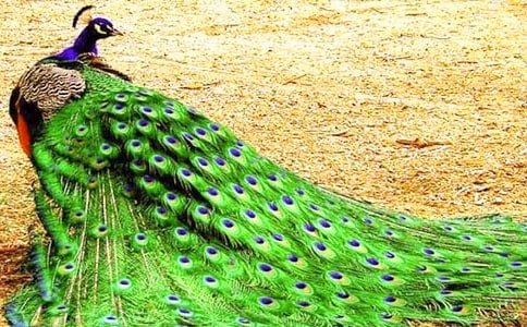 《美麗的孔雀》中班美術(shù)教案