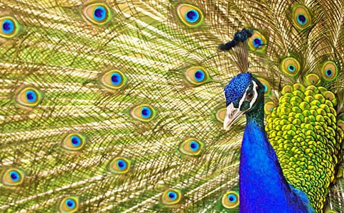 孔雀小學(xué)作文15篇