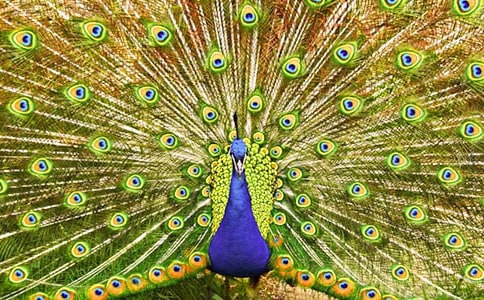 ��ȸ�|���w������һ�ǻ�����������