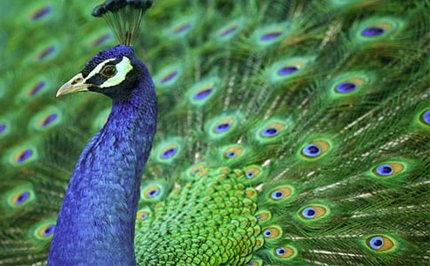 美術(shù)課《孔雀翩翩》優(yōu)秀教學(xué)反思