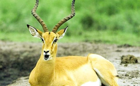 《羚羊木雕》第一課時(shí)教學(xué)反思