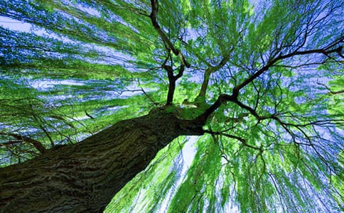 ���������(d��ng)�̰�