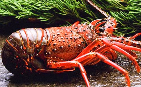 難忘小龍蝦鮮心情日記