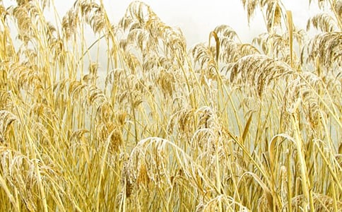 �JȔ���_�㻨�w����Ԋ��