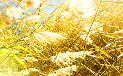 �JȔ?sh��)�����ɢ�?/></p><p>��������Ǳ���������ܿ�Ҋ�����U�ӵ��JȔ����</p><p><strong>����������</strong></p><p>�����������JȔ���_ʼ볚��@һ���Ļ�����</p><p>�����w��İ�ɫ�����ğoϢ���������������ٵĹ����������҂�֮�g����ע���Ĳ��ς��f������δ�g������L(f��ng)���������@�̣���Ъ˹����Đۑ�ϯ����ãã�JȔ����</p><p><strong>����������</strong></p><p>�����㷭�_�˕������_�������`�긽����ÿһ�����һ����Ҋ�ˣ�����������������JȔʎ�Ğ�߅��</p><p>����һֻ���B�p�p�Q�������P�����JȔ���ϵ�������ª�������(y��ng)�������@�����������B�����Ĳ�ֻ�Ǽ�į�����B�ᄝ�^�՚��������߀�й������ǂ��С��L(f��ng)���ļ�į������</p><p>�������������ǰ�ļt���������ǂ��c��׽�^�Բ������^�Ҽҵļt�����꣬�����ֻ�����[�˜�ɣ���oĬ�غ��ҟo���磬�h������ġ��L(f��ng)����������(x��)�T������˵ķ�ʽ���� �L(f��ng) ���� �JȔ�����Ƿ����������ļ�į��</p><p><strong>�������ģ�</strong></p><p>������ ��������������������ૣ���ĺ����ĺ���L(f��ng)����������</p><p>�����L(f��ng)���Ҿ��������߅���������ֱ����揈����p�ƣ�����һ���p����JȔ�������������?z��)�����ģ������ҏ�δ�h(yu��n)�x����Ļ�������|�����ҵ��i����ü�����������Լ�����z�����l(f��)��</p><p>�����L(f��ng)���Ҿ�վ�����������҂����fԒ����˰�Ȼ���o�����ˣ�����տ�{(l��n)��ҹ�������Ҽt����ɫ���̌����҂����@�̕r�⣬���ɜIˮģ���҂���ҕ����</p><p>�������߳������ҵĕ������c���������҂��Ǳ˴˵��������҂����fԒ�����S�`Ϭ���ĵ��҂����˴˵��������ѽ�(j��ng)������Ҫ�κε����Z��A�V��</p><p><strong>�������壩</strong></p><p>�����L(f��ng)�����{�S�r����܇����(y��ng)�s�������@һ�����`��ʢ�������JȔ���Ϟ��҂��[�_��</p><p>�����Ҳ�Ҫ�����x�����������Ҳ�Ҫ��һ�{Ѫ�����µ����嚈�����қQ����ؓ(f��)������ĵȴ���</p><p>�����L(f��ng)���@����Ҫ���Ĳ����������e���`�����↾���������`�����Қg�õ����A��ǧ�fӛ�����J���P���ļ���(ji��)����������Ҷ����ļ��£���Ҫӛס����ǰ����ģ�ӣ�߀�������h(yu��n)��Ц�v��</p><p>�����҂�����ꖹ������H���������ϲ�g���ҝ��ל�����ֱە��h(hu��n)ס��Y(ji��)�������H���Ҽ�(x��)ā���õ�����N�������������헱����o��ǡ�Ʋ��ɷ��x����ϲ �㸽�Ҷ�߅�ļ�(x��)�Z���p���p�d�؆�������ĺ����ĺ������ϲ���H����</p><p>�����L(f��ng)�������Ҋ���ǂ�����һӰ�����L����Ů�ӣ�ӳ�r�ڏV�����յ�������(d��ng)΢�L(f��ng)�����ҵ��L�l(f��)�r��Ո�������������ļ�����</p><p><strong>����������</strong></p><p>������ô���õĈ������JȔ��ǰ�������˵Ăz����Ӱ��ǡ������(j��ng)���ٵ��҂���</p><p>�����˴����������@��б���Ӱ����ĺ����������֪��������Ȼ�����أ����@ôһ��һ�������������ֻ��������ֻ��������ĺ����ĺ��</p><p>������ԓ�Ƕ�ô���õ��������vʹ���ֻ������������������D(zhu��n)˲������</p><p>������һ�һ퓵ط����� ������������������������Ӱ�����ܵ�����Ĝش棬ֻ�������ڕ������������ôҲ�|��������Ĝضȡ�</p><p>����ԭ����������;���ǽ�(j��ng)�꣬���ǻ��ڼt�m��߅�����Ҝ�����������(j��ng)����׫���ĕ��������е��JȔ�������h(yu��n)�\����ϦꖵĽ^�G�����h(yu��n)����һ���o����ů��̓�õ����</p><p>�����L(f��ng)������������ע�����������꣬�ҵ��������h(yu��n)���ڟo�m���ĕ��������\���������I������������</p><p><strong>�������ߣ�</strong></p><p>�����ھ���</p><p>�����oĬ�������J����ǰ����Ӱ���Sһֻ���B��������wȥ���h(yu��n)����</p><p>�������е������f���ưV��������裬����΢ã��</p>
<div   id=