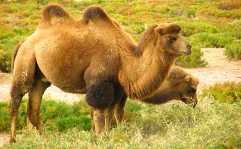 找駱駝第二課時教學反思