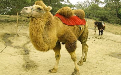 沙漠中的騎駱駝之旅五年級作文