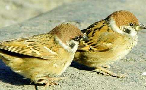 我把麻雀養(yǎng)在天空里閱讀練習(xí)題及答案