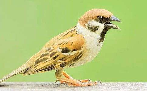 《麻雀》優(yōu)秀教學(xué)設(shè)計(jì)范文(精選10篇)