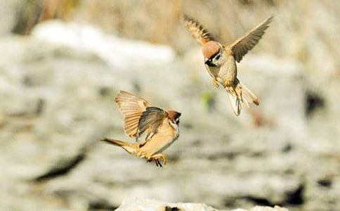 �˽̰����꼉(j��)�¡���ȸ���̌W(xu��)��˼���ģ�ͨ��10ƪ��