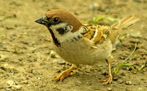 Ԣ�Թ��¡��n���c��ȸ��