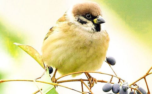 受傷的麻雀詩歌