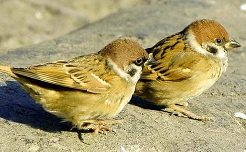 ��ȸ�Ľ̌W(xu��)��˼���ģ�ͨ��16ƪ��