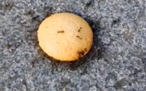 �а�ƌW(xu��)СΛρ�̰�